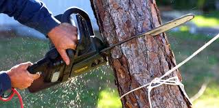 Lawn Pest Prevention in Newark, DE