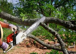 Best Tree Removal  in Newark, DE