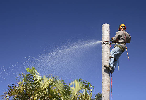 Best Commercial Tree Services  in Newark, DE