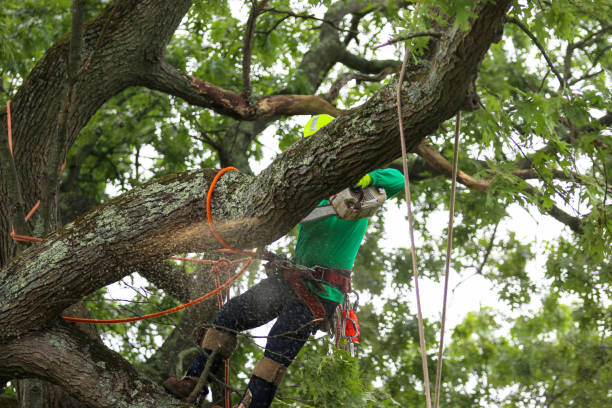 Pest Control for Lawns in Newark, DE