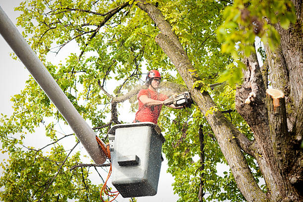 Best Fruit Tree Pruning  in Newark, DE