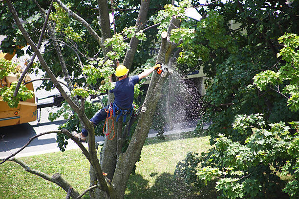 Best Leaf Removal  in Newark, DE