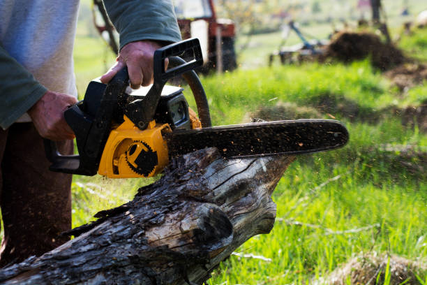 Best Lawn Renovation and Restoration  in Newark, DE