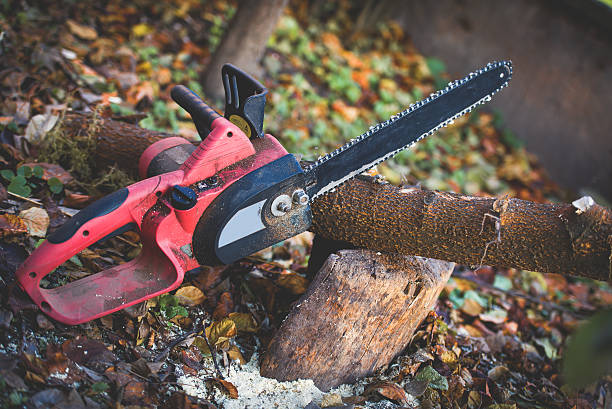 How Our Tree Care Process Works  in  Newark, DE