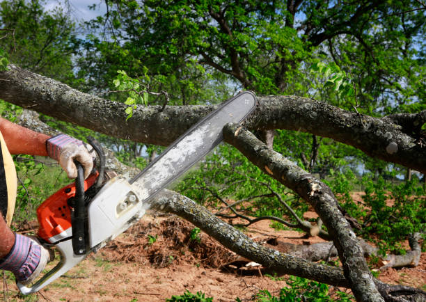 Reliable Newark, DE Tree Care Solutions