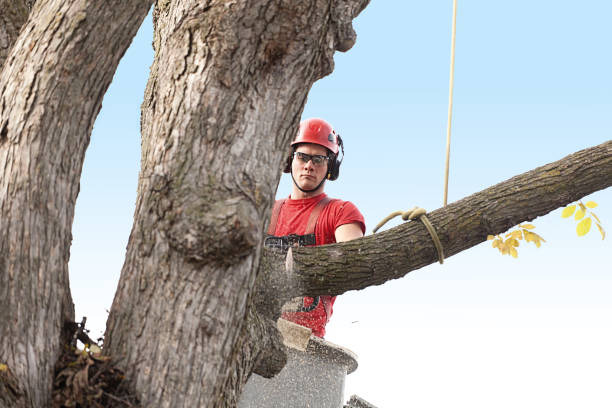 Best Pest Control for Lawns  in Newark, DE
